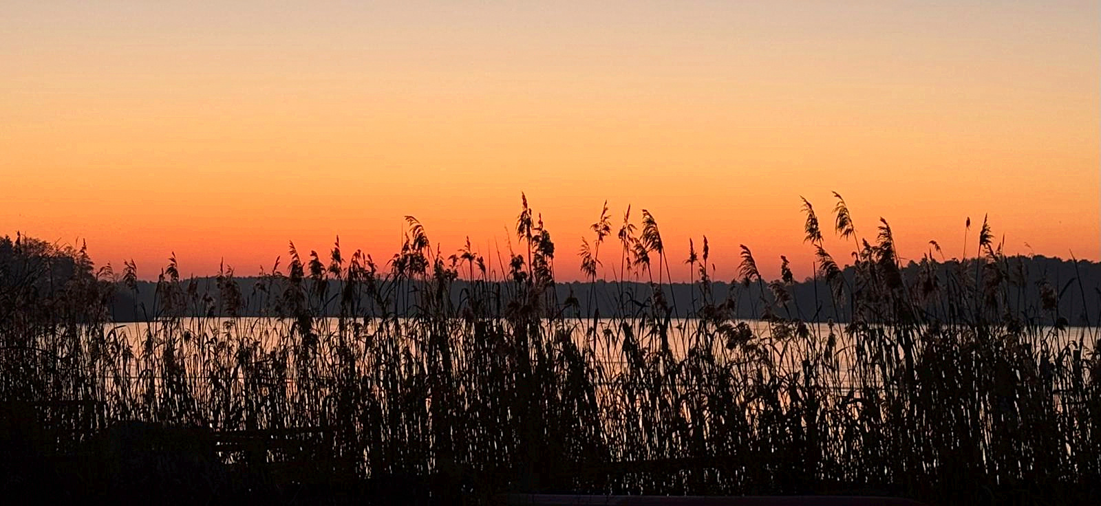 Schilfgürtel am Krüpelsee im Abendrot – Naturufer im Dahme-Seenland